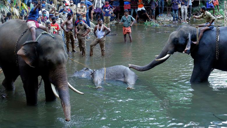 The Truth behind Elephant death in Kerala